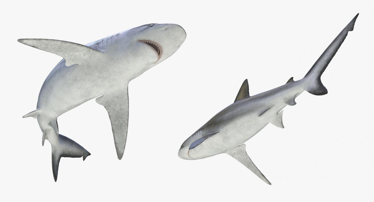 3D Rigged Sharks Big Collection model