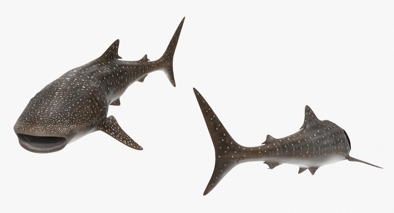 3D Rigged Sharks Big Collection model