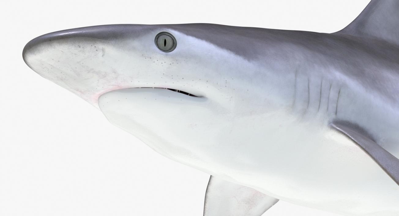 3D Rigged Sharks Big Collection model