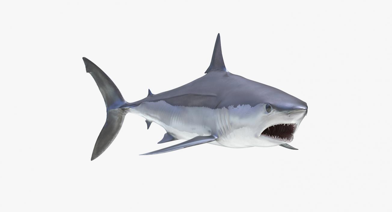 3D Rigged Sharks Big Collection model