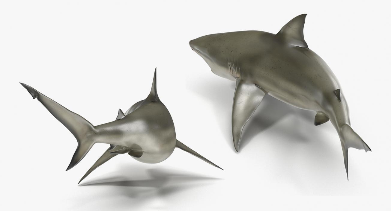 3D Rigged Sharks Big Collection model