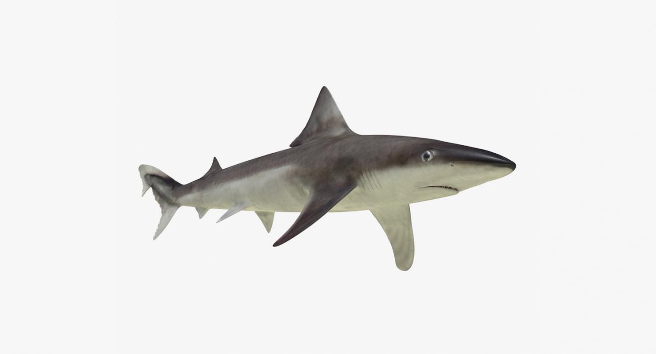 3D Rigged Sharks Big Collection model