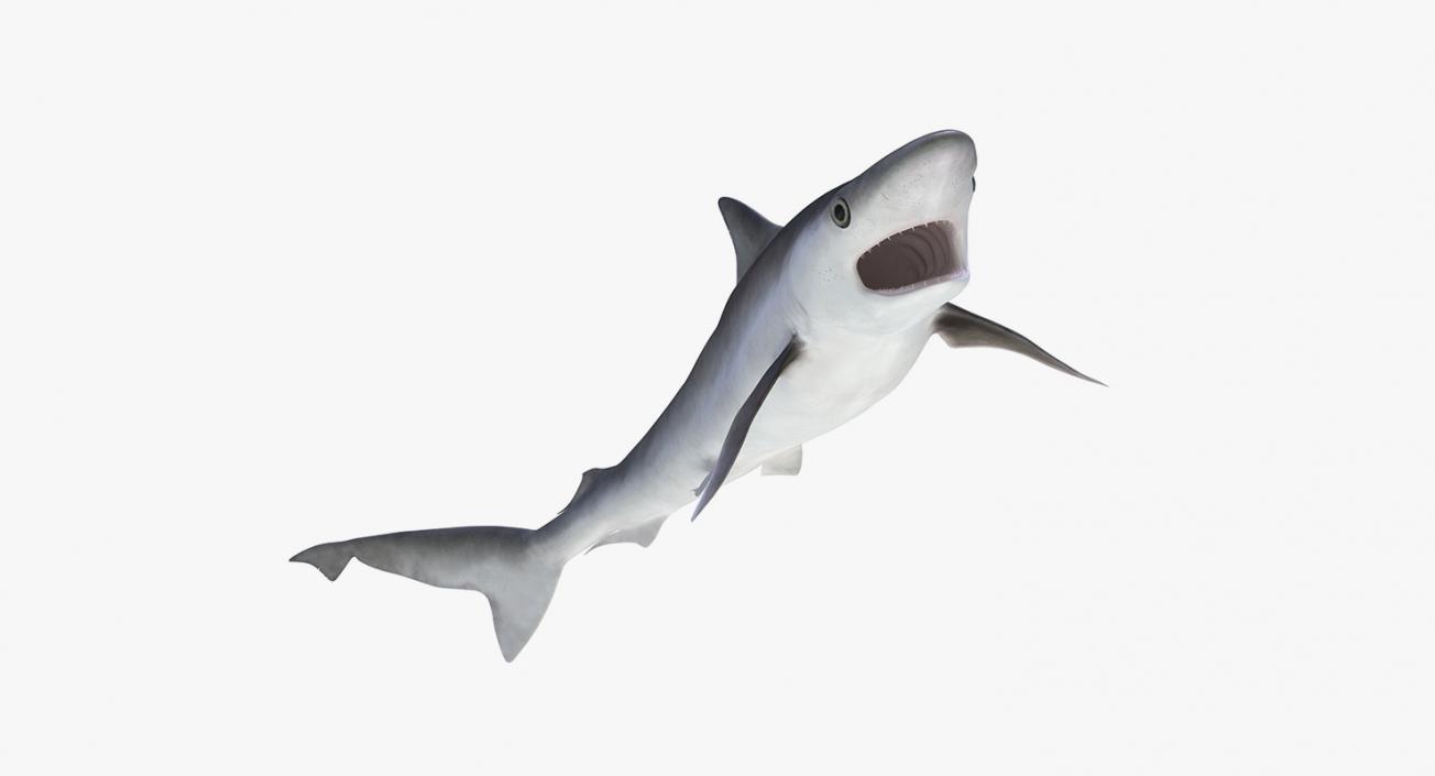 3D Rigged Sharks Big Collection model