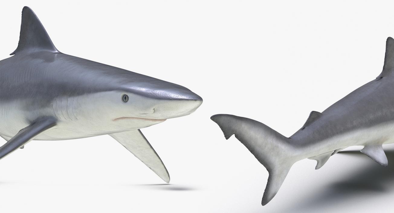 3D Rigged Sharks Big Collection model