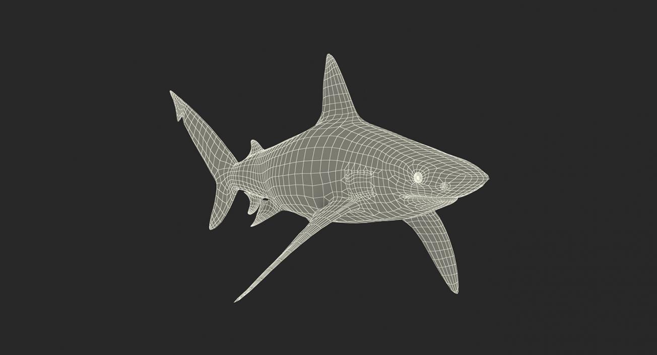 3D Rigged Sharks Big Collection model