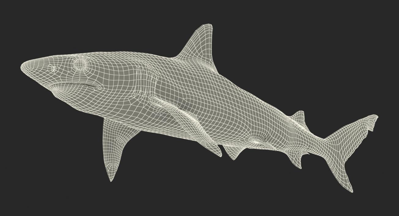 3D Rigged Sharks Big Collection model