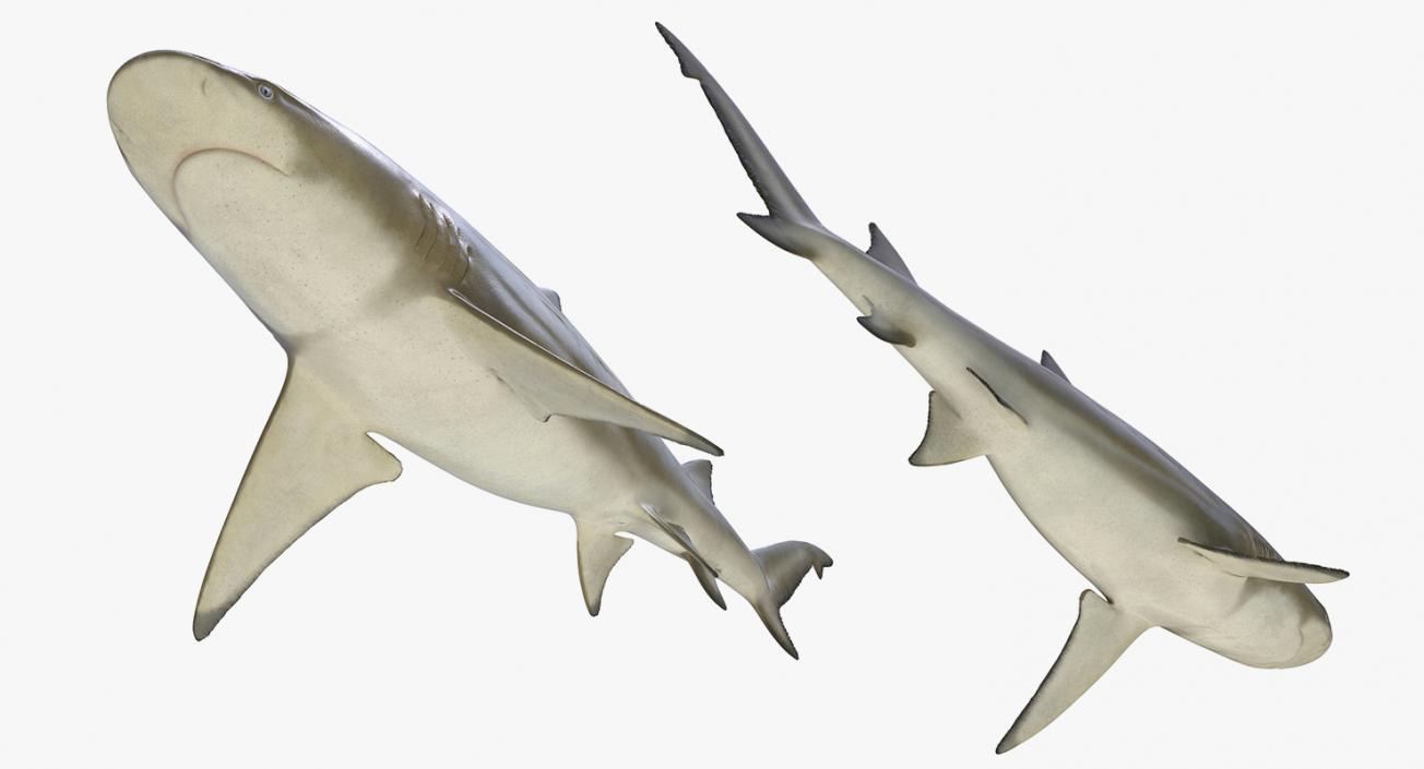 3D Rigged Sharks Big Collection model