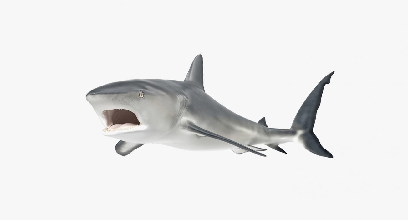 3D Rigged Sharks Big Collection model