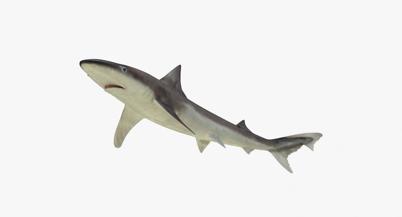 3D Rigged Sharks Big Collection model