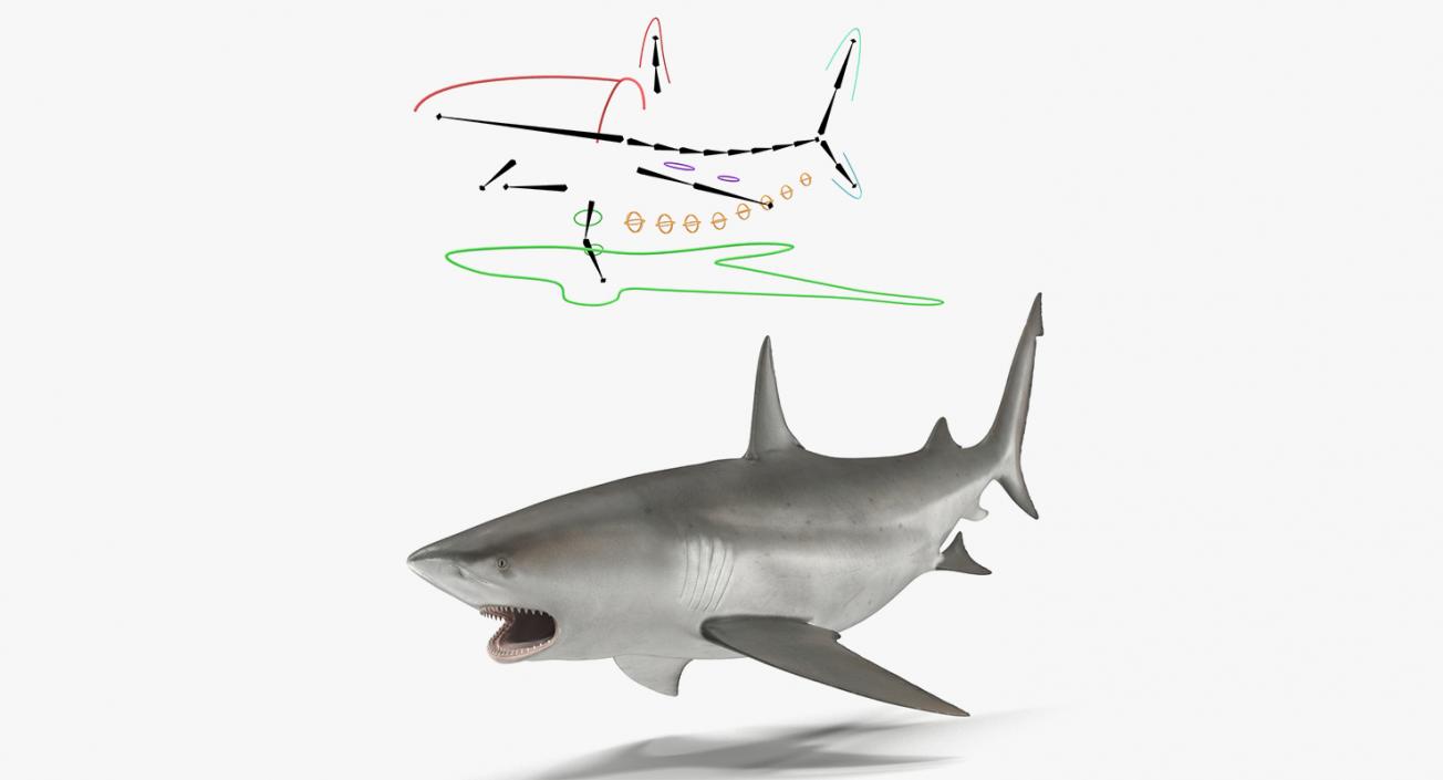 3D Rigged Sharks Big Collection model