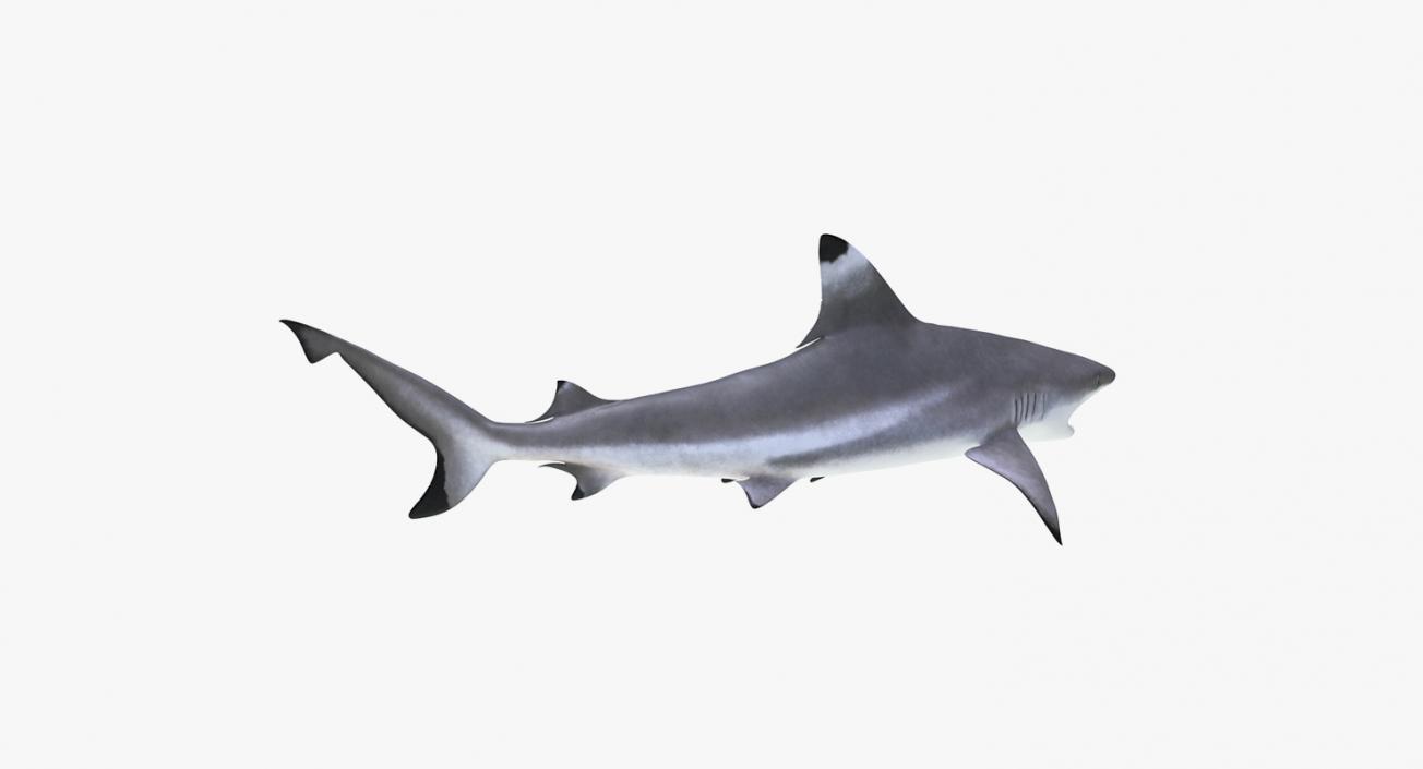 3D Rigged Sharks Big Collection model