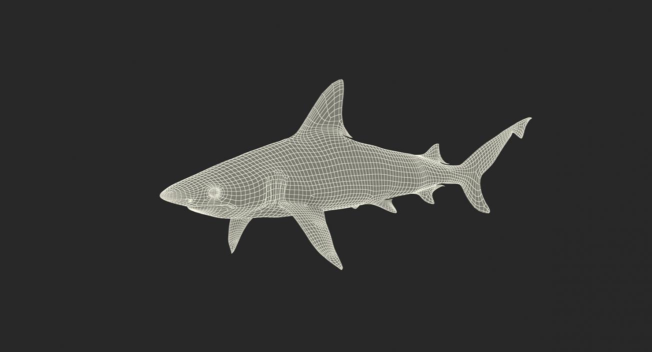 3D Rigged Sharks Big Collection model