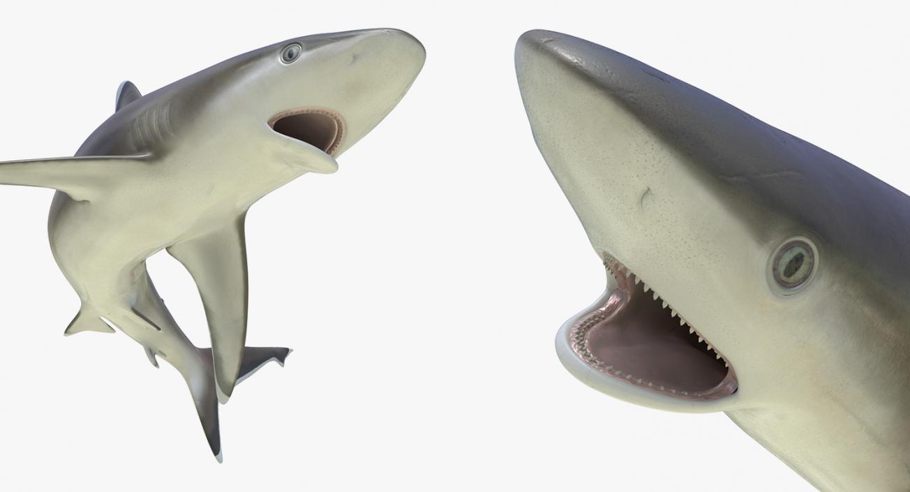 3D Rigged Sharks Big Collection model