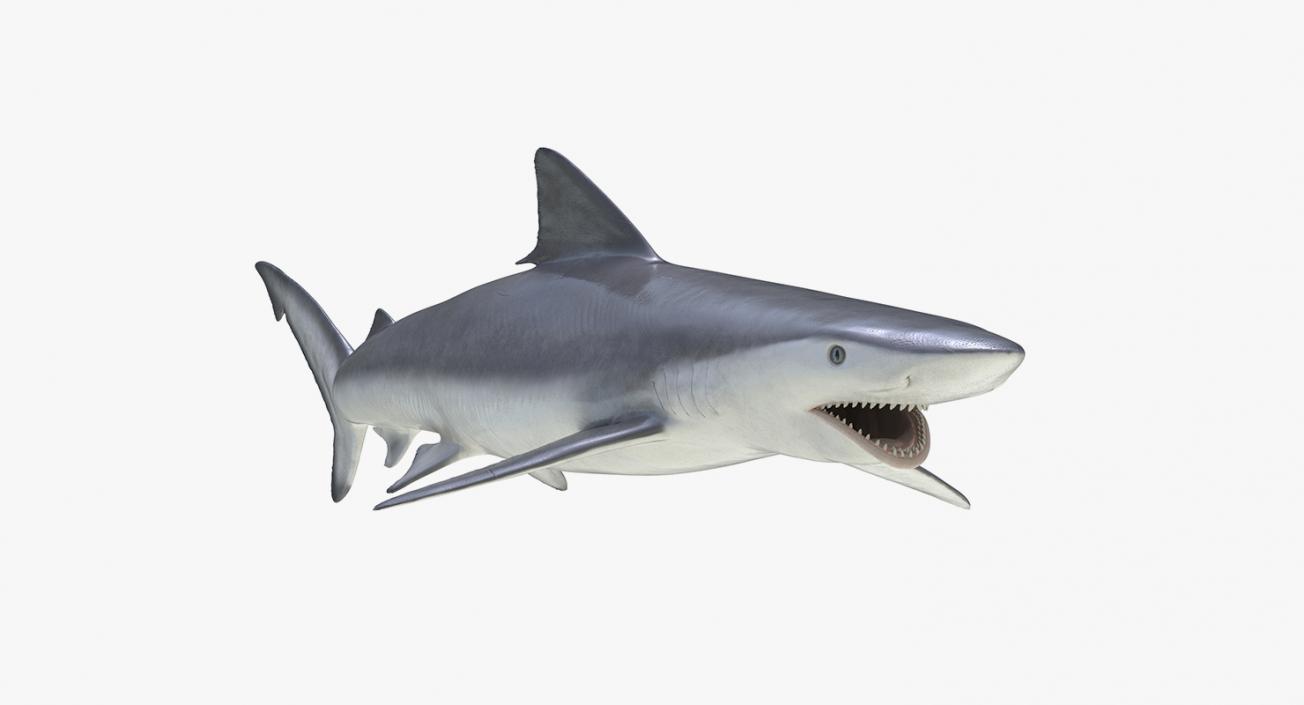 3D Rigged Sharks Big Collection model