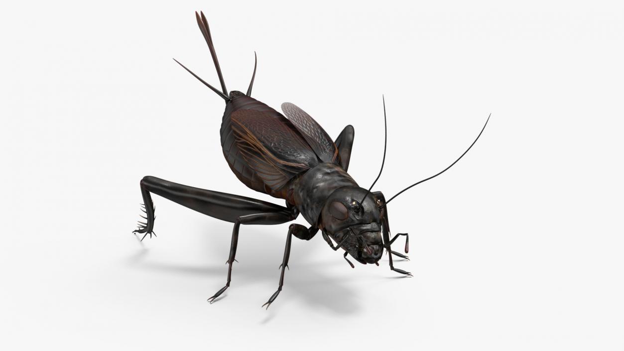 Field Cricket Rigged for Maya 3D model