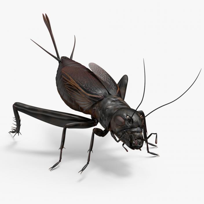 Field Cricket Rigged for Maya 3D model