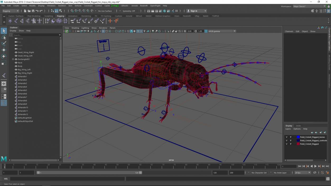 Field Cricket Rigged for Maya 3D model