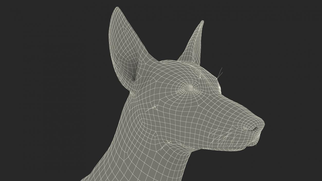 3D model Xoloitzcuintle Mexican Hairless Breed Dog Fur