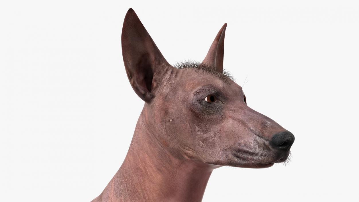 3D model Xoloitzcuintle Mexican Hairless Breed Dog Fur