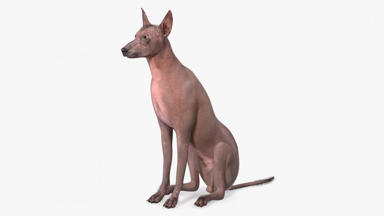 3D model Xoloitzcuintle Mexican Hairless Breed Dog Fur