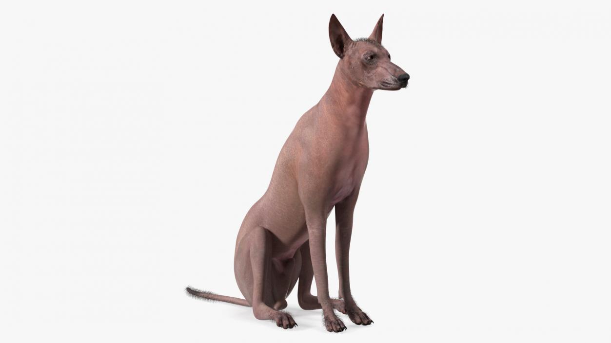 3D model Xoloitzcuintle Mexican Hairless Breed Dog Fur