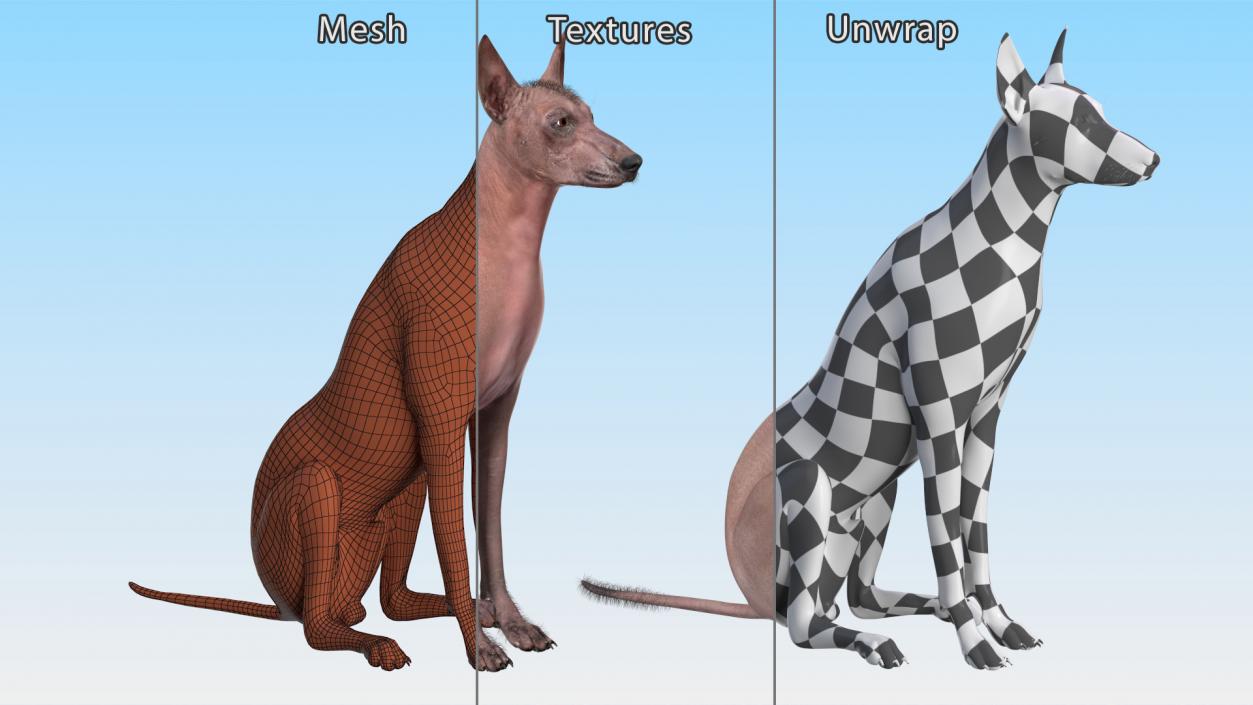 3D model Xoloitzcuintle Mexican Hairless Breed Dog Fur