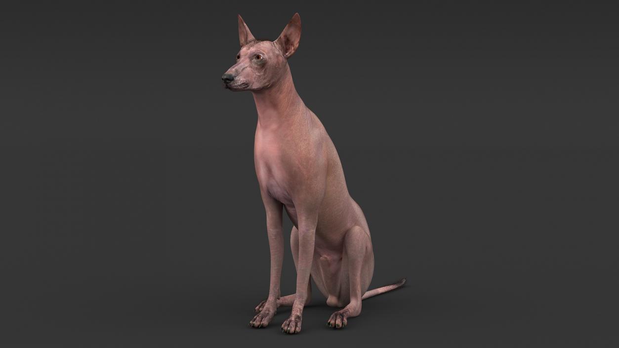 3D model Xoloitzcuintle Mexican Hairless Breed Dog Fur