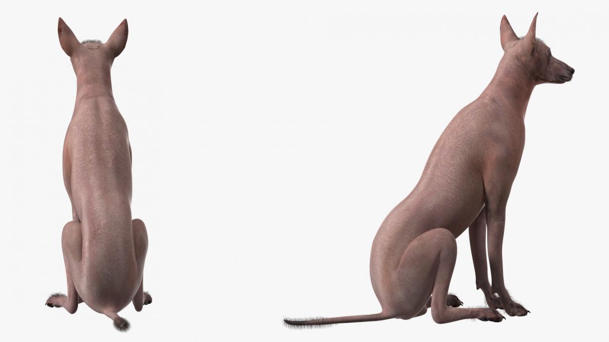 3D model Xoloitzcuintle Mexican Hairless Breed Dog Fur