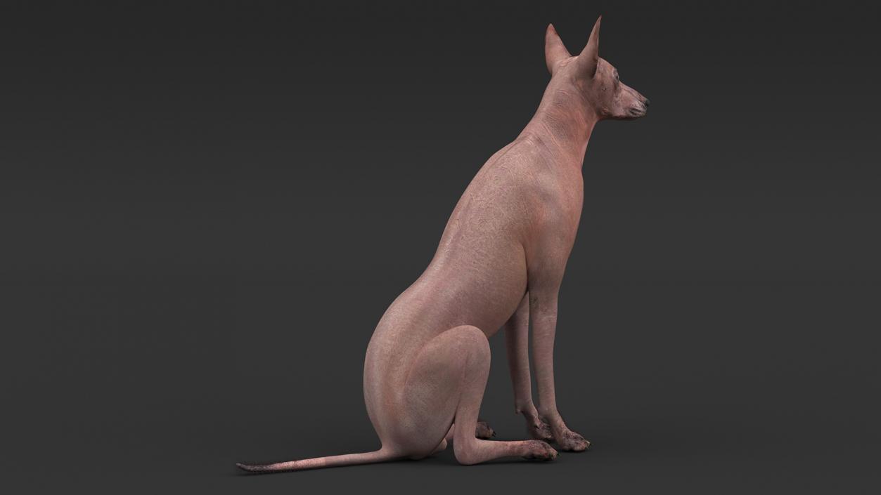 3D model Xoloitzcuintle Mexican Hairless Breed Dog Fur