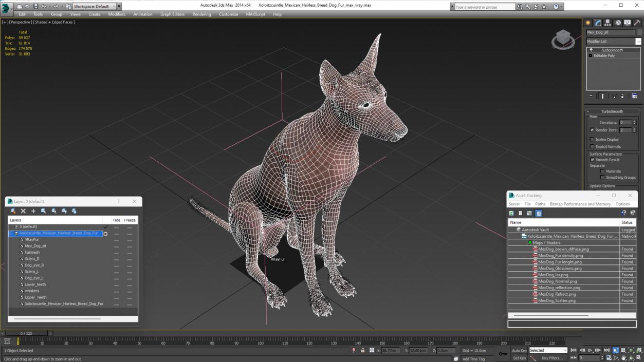 3D model Xoloitzcuintle Mexican Hairless Breed Dog Fur