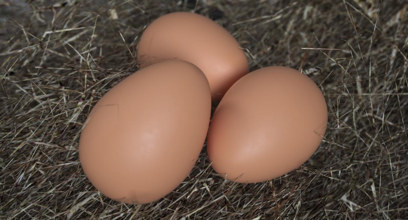 Brown Chicken Egg 3D