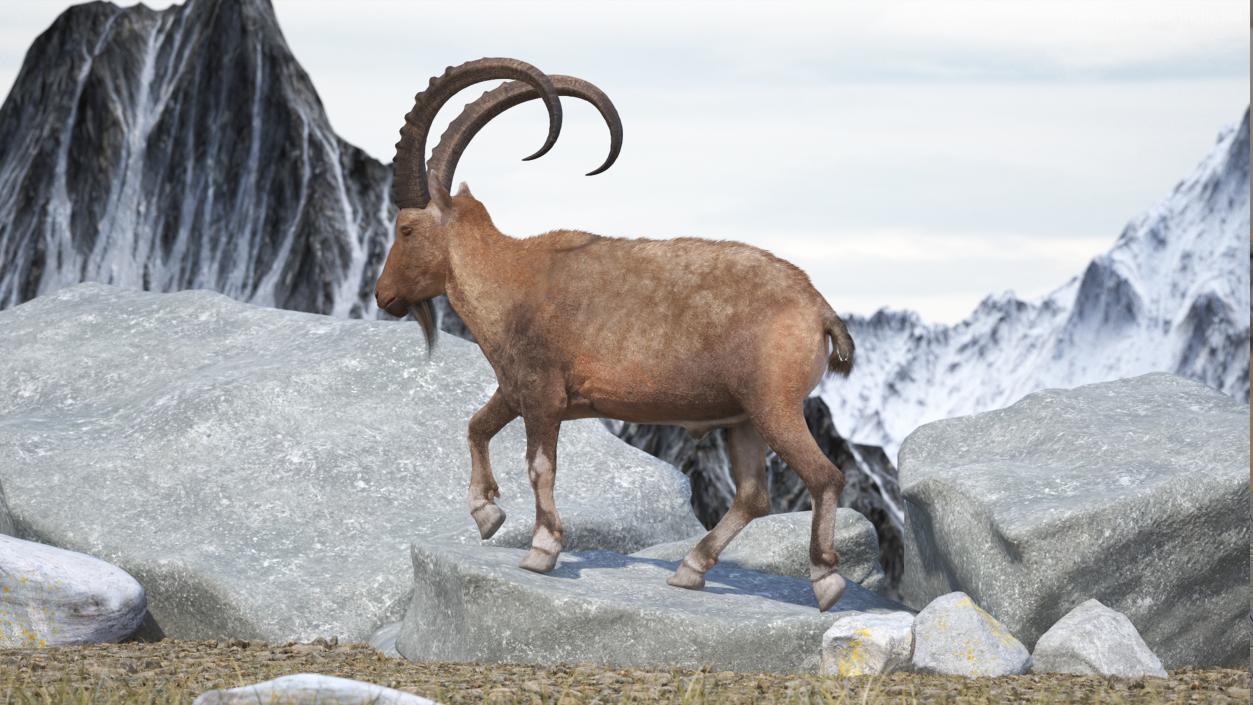 3D Alpine Ibex in Walking Pose Fur