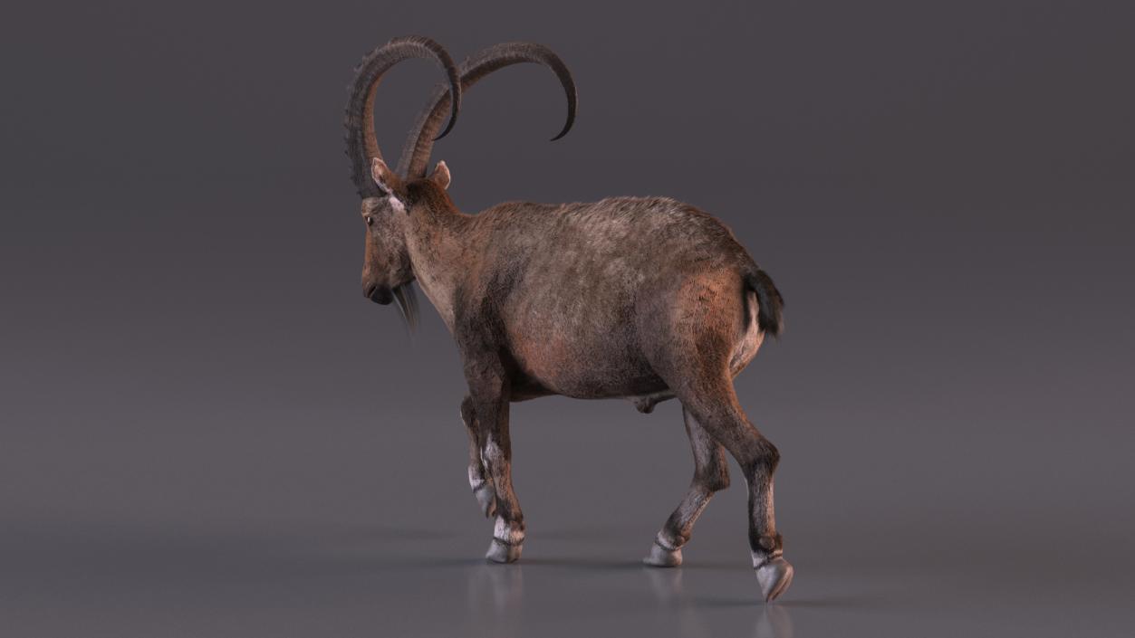 3D Alpine Ibex in Walking Pose Fur