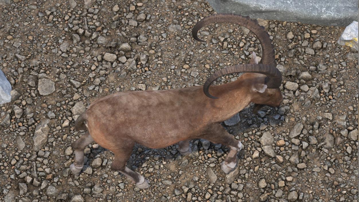 3D Alpine Ibex in Walking Pose Fur