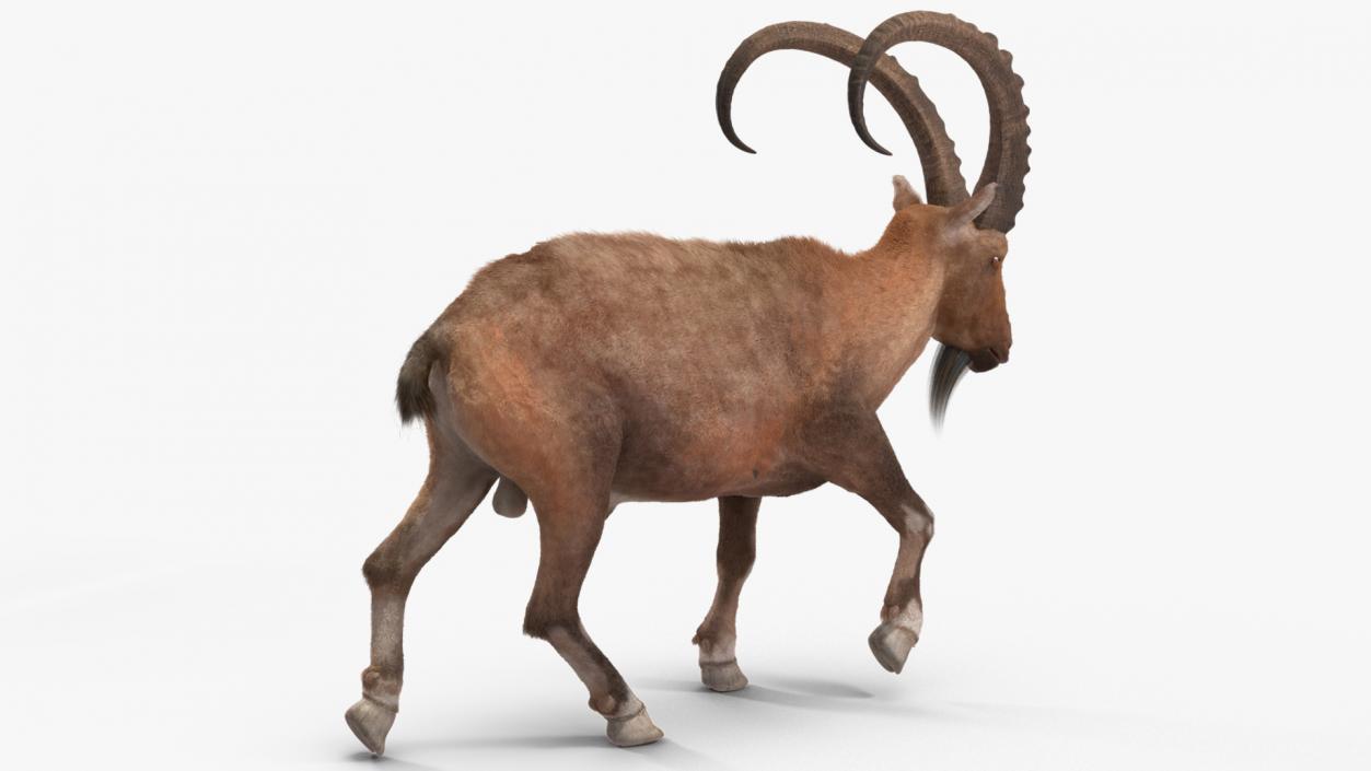 3D Alpine Ibex in Walking Pose Fur