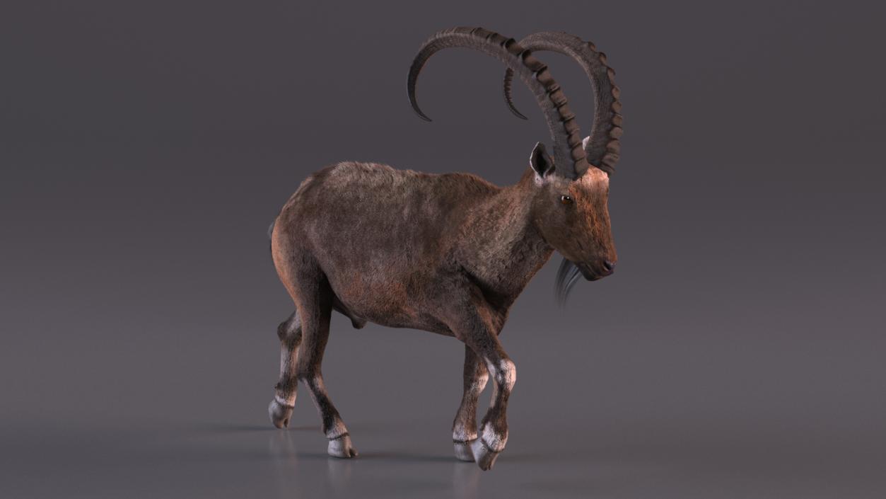 3D Alpine Ibex in Walking Pose Fur