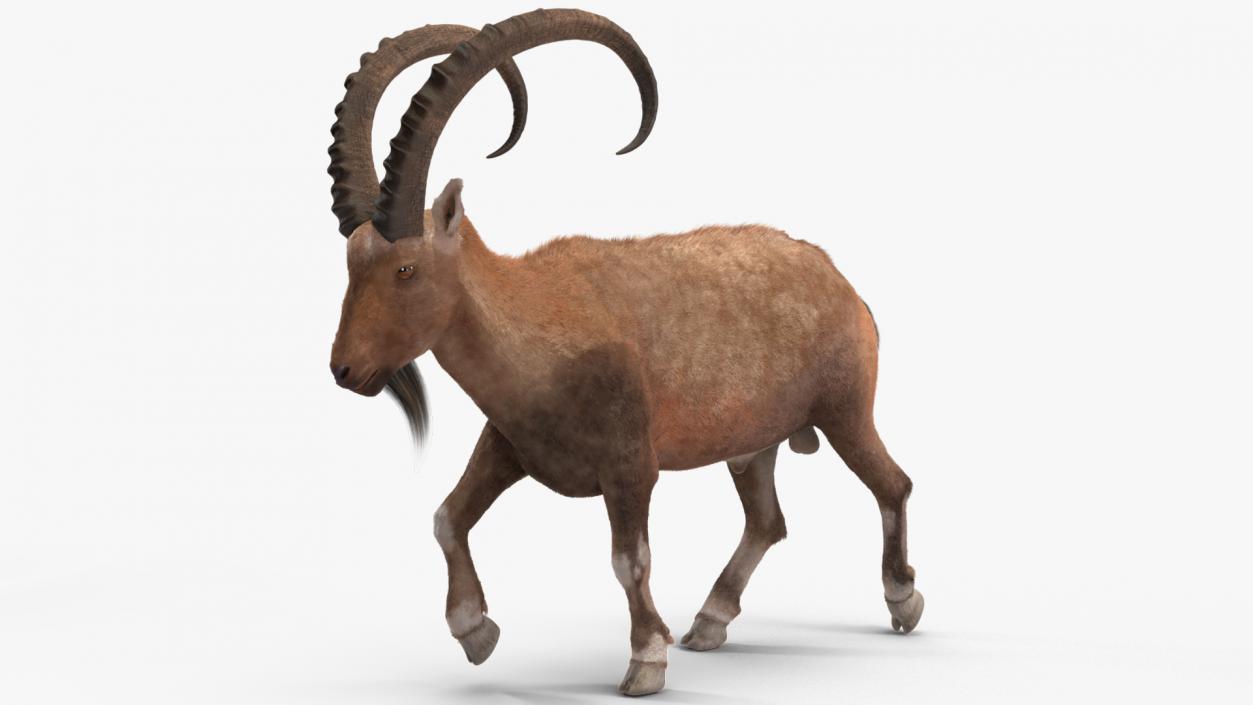 3D Alpine Ibex in Walking Pose Fur