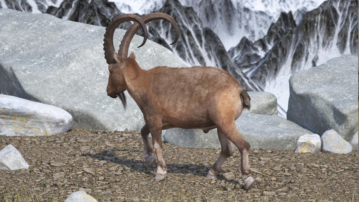 3D Alpine Ibex in Walking Pose Fur