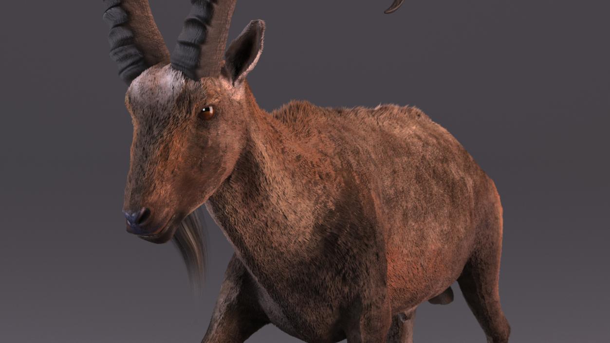 3D Alpine Ibex in Walking Pose Fur