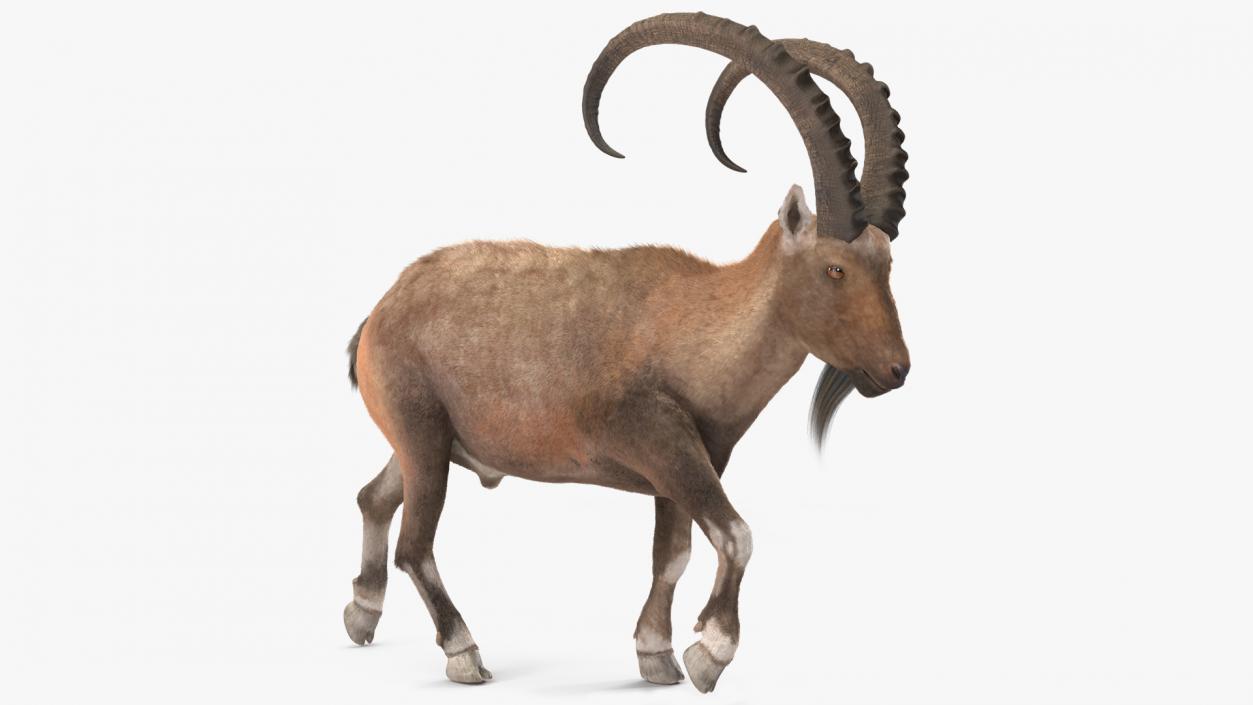 3D Alpine Ibex in Walking Pose Fur