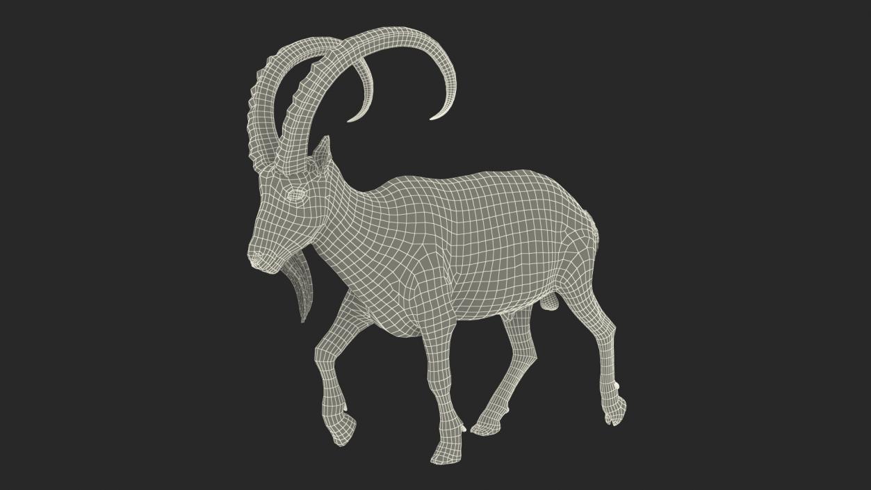 3D Alpine Ibex in Walking Pose Fur