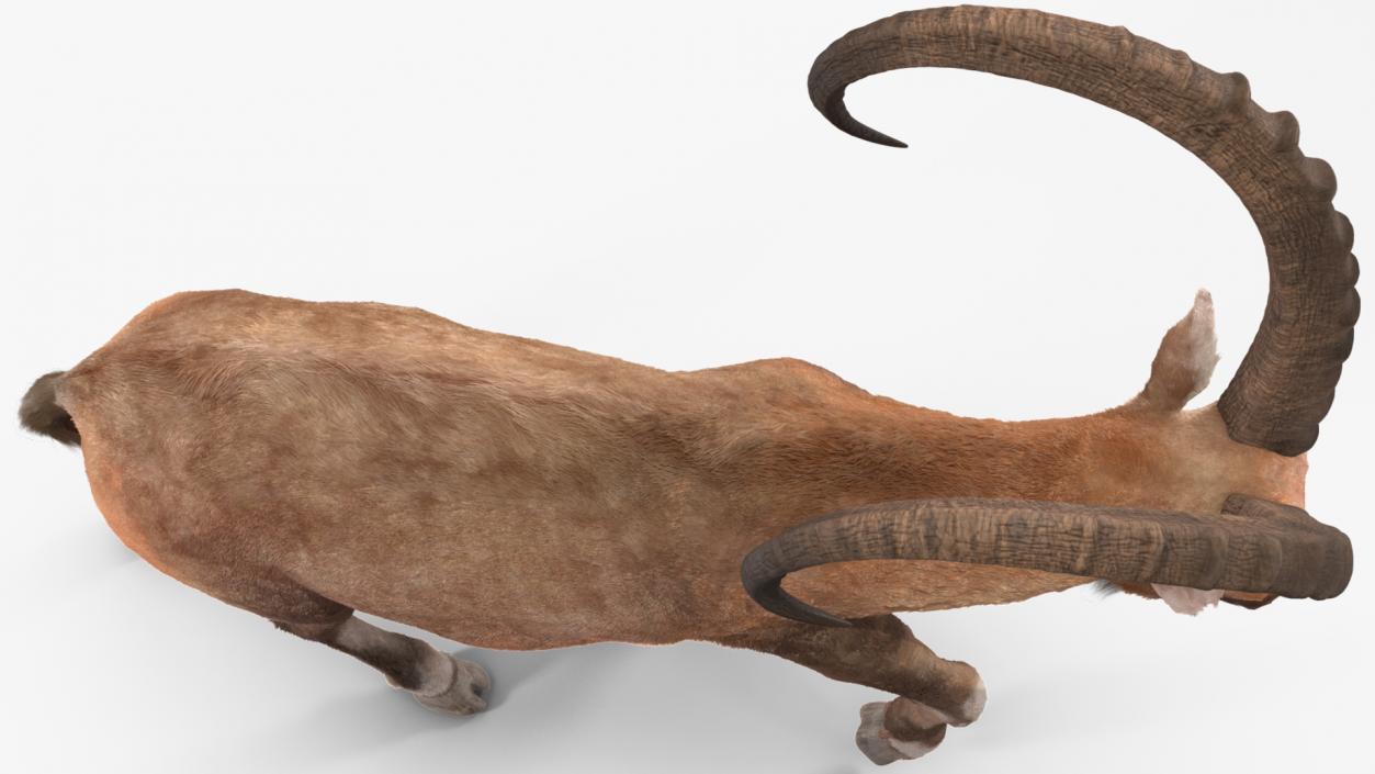 3D Alpine Ibex in Walking Pose Fur