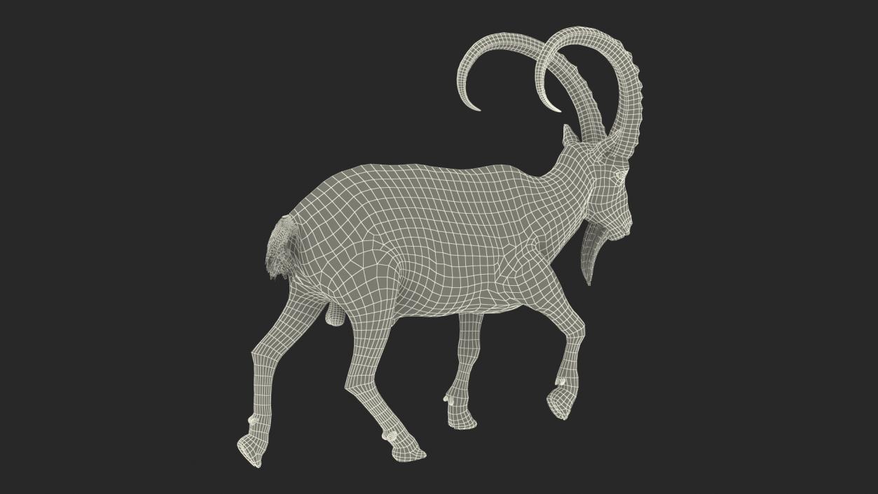 3D Alpine Ibex in Walking Pose Fur