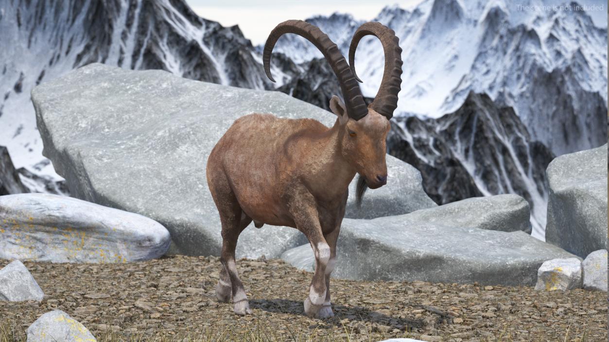 3D Alpine Ibex in Walking Pose Fur