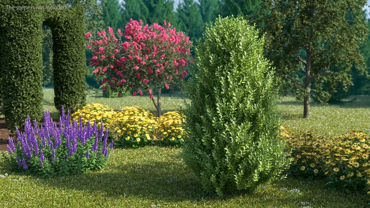 Sweet Bay Laurel Shrub 3D