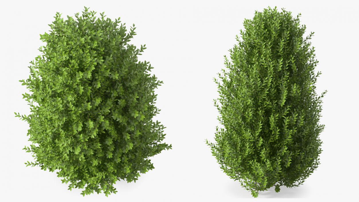 Sweet Bay Laurel Shrub 3D