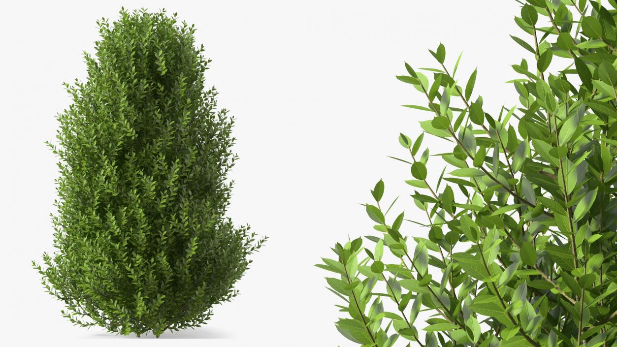 Sweet Bay Laurel Shrub 3D