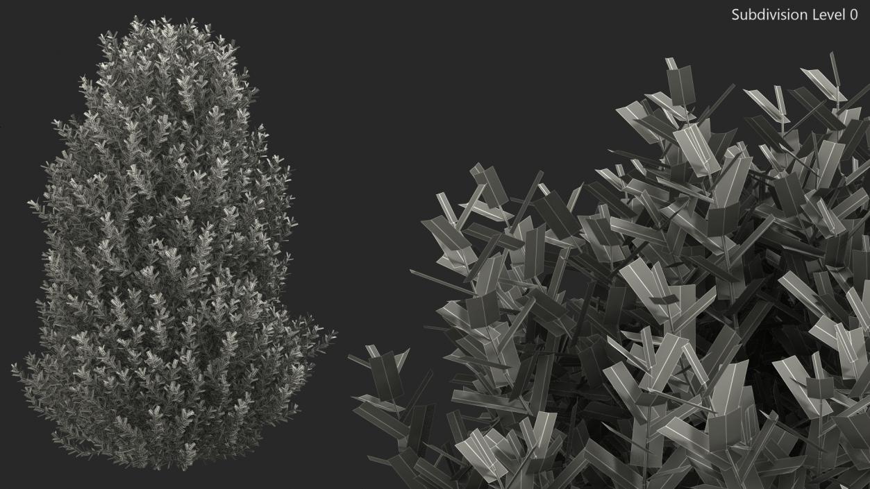 Sweet Bay Laurel Shrub 3D