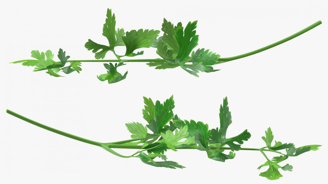 Heap of Parsley Leaves 3D