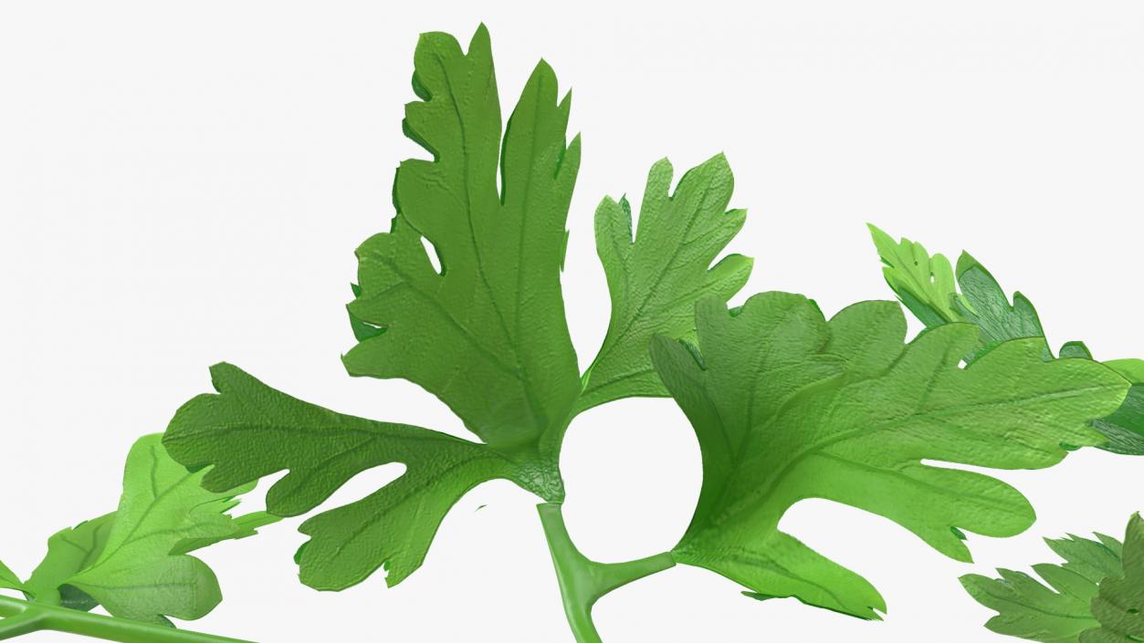 Heap of Parsley Leaves 3D